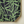 Green and black Everyday Tote Bag with a geometric bamboo-inspired pattern. Made from organic cotton canvas.